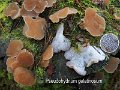 Pseudohydnum gelatinosum-amf804-2